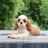 キャバリア【千葉県・男の子・2025年6月13日・ブレンハイム】の写真1