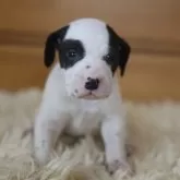 ダルメシアン【千葉県・男の子・2025年11月1日・ブラックホワイト】の写真1