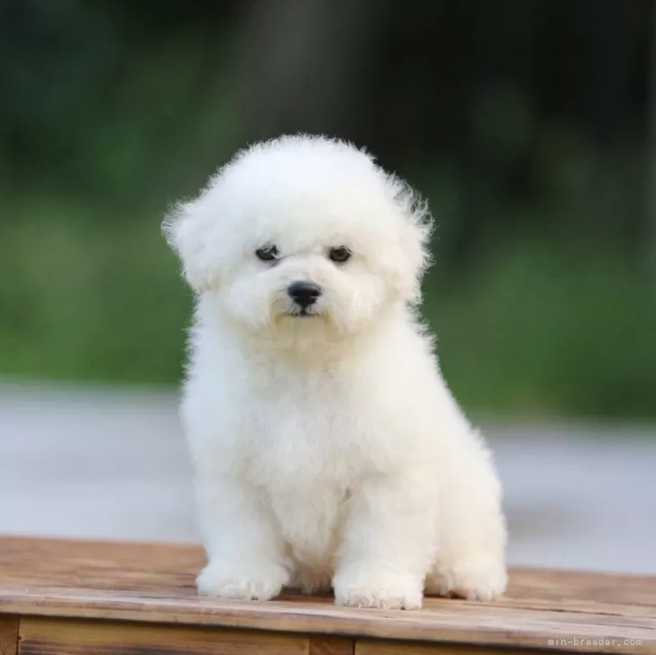 ID：2408-07868の子犬