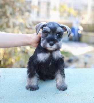 ミニチュアシュナウザー【千葉県・男の子・2021年11月30日・ブラック&シルバー】の写真「完壁な顔、バランス良いボディー」