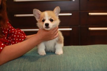 ウェルシュ・コーギー・ペンブローク【千葉県・男の子・2021年5月18日・レッド&ホワイト】の写真「超可愛いのイケメン君」