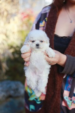 ビションフリーゼ【千葉県・男の子・2022年1月11日・ホワイト】の写真「ママ遺伝子検査クリアです」