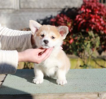 ウェルシュ・コーギー・ペンブローク【千葉県・女の子・2021年12月17日・レッド&ホワイト】の写真「甘くて可愛い女の子」