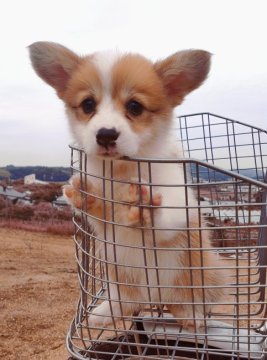 ウェルシュ・コーギー・ペンブローク【千葉県・女の子・2022年5月1日・赤&ホワイト】の写真「元気いっぱい、甘さのフルスコア」