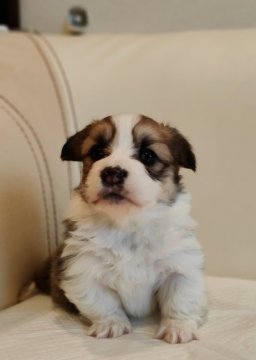 ウェルシュ・コーギー・ペンブローク【千葉県・男の子・2021年12月17日・ホワイト&レッド】の写真「珍しいロング系、骨量あり」