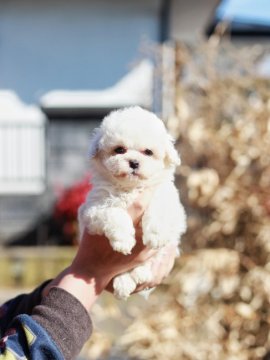 ビションフリーゼ【千葉県・男の子・2022年1月11日・ホワイト】の写真「ママ遺伝子検査クリアです」