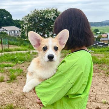 ウェルシュ・コーギー・ペンブローク【千葉県・男の子・2022年3月31日・赤アンドホワイト】の写真「ハイクオリティ、目が輝いています。」