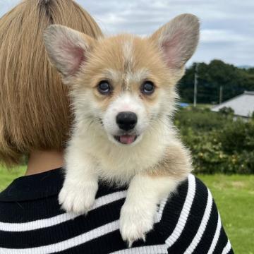 ウェルシュ・コーギー・ペンブローク【千葉県・男の子・2022年7月24日・赤アンドホワイト】の写真「体は筋肉質でがっしりとしており、活発に動きます」