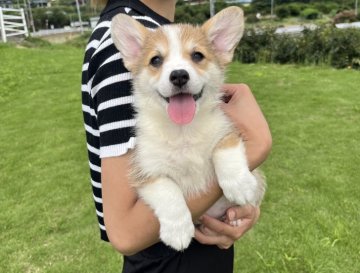 ウェルシュ・コーギー・ペンブローク【千葉県・女の子・2022年7月24日・赤アンドホワイト】の写真「遊ぶ大好き明朗快活」