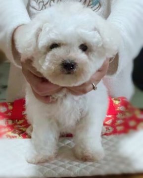 ビションフリーゼ【千葉県・女の子・2021年1月11日・ホワイト】の写真「🇺🇸アメリカPARAY血系トップ子犬」