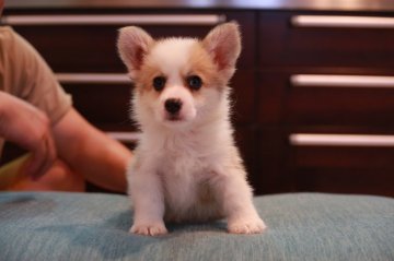 ウェルシュ・コーギー・ペンブローク【千葉県・女の子・2021年5月18日・レッド&ホワイト】の写真「甘え坊お嬢様」