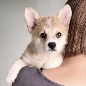 ウェルシュ・コーギー・ペンブローク【千葉県・女の子・2022年7月1日・赤アンドホワイト】の写真「甘えん坊な女の子」