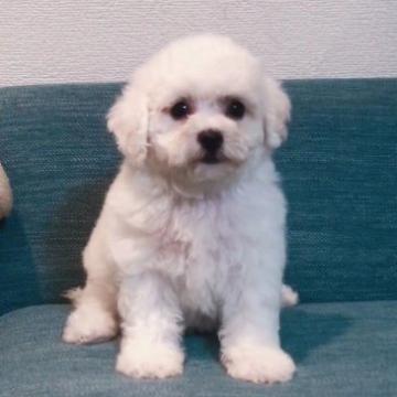 ビションフリーゼ【千葉県・男の子・2022年5月30日・ホワイト】の写真「真っ直ぐ鼻、可愛い顔、小さいボディ」