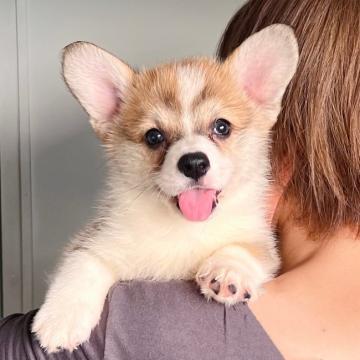 ウェルシュ・コーギー・ペンブローク【千葉県・女の子・2022年7月17日・赤アンドホワイト】の写真「愛嬌たっぷり女の子」