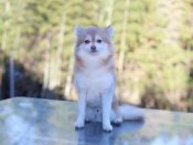 アラスカン・クリーカイ【・男の子・2024年1月1日・チョコレートホワイト】