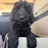 スタンダードプードル【奈良県・男の子・2024年12月22日・ブラック】の写真4