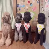 スタンダードプードル【奈良県・女の子・2024年12月22日・ブルー(グレー)】の写真10「左のレッドがパパ犬マモルくん、1番右のブラックがママ犬あまねちゃん」