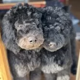 スタンダードプードル【奈良県・女の子・2024年12月22日・ブルー(グレー)】の写真6「左、水色ちゃん」