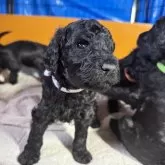 スタンダードプードル【奈良県・男の子・2024年12月22日・ブラック】の写真14