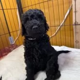 スタンダードプードル【奈良県・男の子・2024年12月22日・ブラック】の写真12