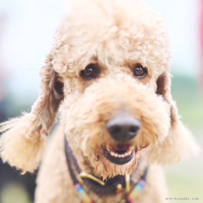 スタンダードプードル【・男の子・2019年1月4日・レッド】「イケワンマモルくん」