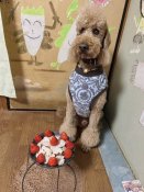 スタンダードプードル【・男の子・2019年1月4日・レッド】