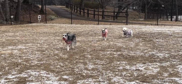 休みの日はみんなでドッグランへ🐾｜片桐　景子(かたぎり　けいこ)ブリーダー(宮城県・ミニチュアシュナウザー・JKC登録)の紹介写真2