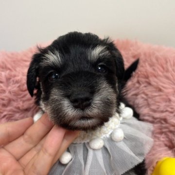 ミニチュアシュナウザー【宮城県・女の子・2025年11月7日・ブラック&シルバー】の写真「パパはチャンピオン直子の優良血統👑✨」