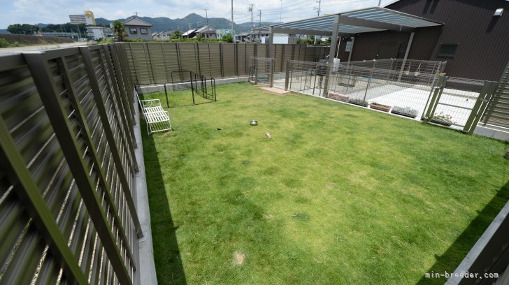 「運動で肥満対策！」ゲージの中での生活だけではなく、広いお庭で適度な運動をさせています。｜鶴ヶ崎　兼也(つるがさき　ともや)ブリーダー(愛知県・ブルドッグなど・JKC登録)の紹介写真4