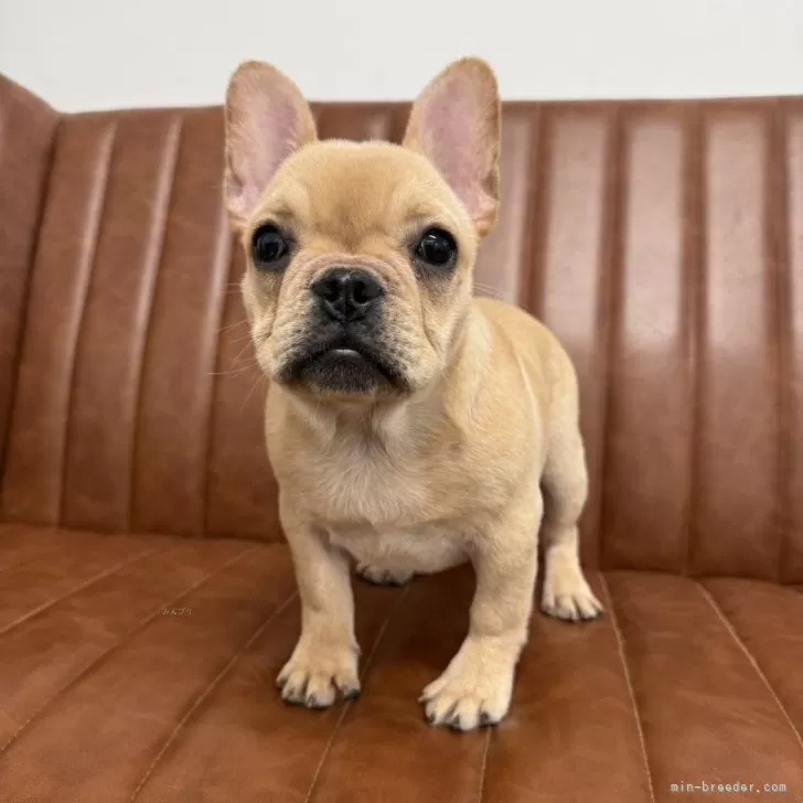 フレンチブルドッグ【愛知県・女の子・2025年6月27日・クリーム】の写真1
