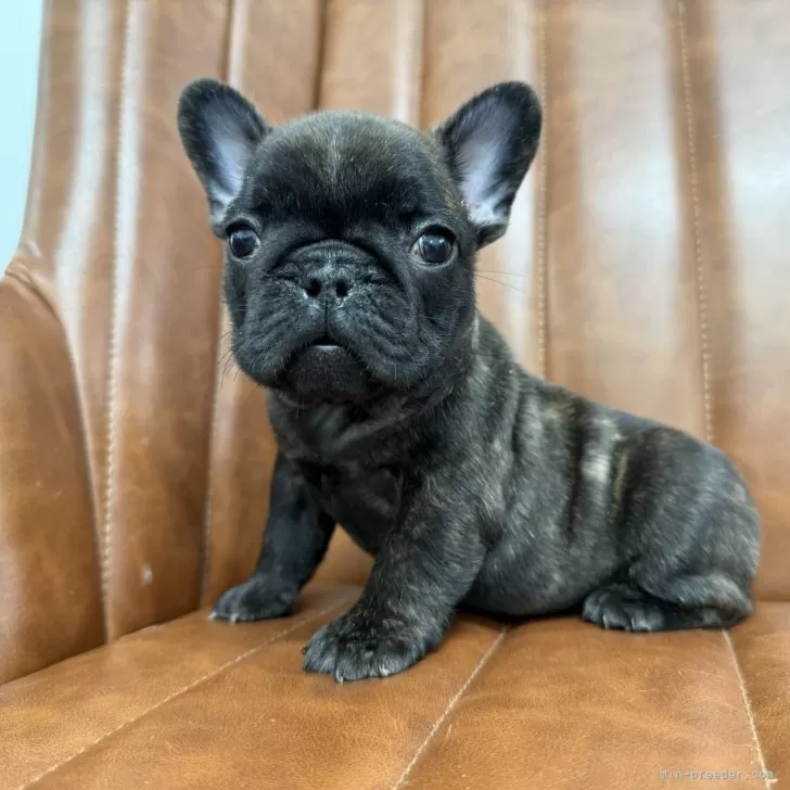 ID：2501-04148の子犬