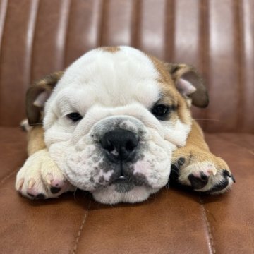 ブルドッグ【愛知県・男の子・2025年8月16日・レッド&ホワイト】の写真「元気な男の子です」