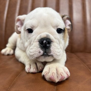 ブルドッグ【愛知県・男の子・2025年8月16日・ホワイト&レッド】の写真「元気な男の子です」