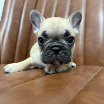 フレンチブルドッグ【愛知県・男の子・2025年10月10日・フォーン】の写真「元気な男の子です」