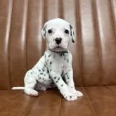 ダルメシアン【愛知県・男の子・2025年11月4日・ホワイト&ブラック】の写真1