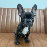 フレンチブルドッグ