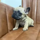 フレンチブルドッグ