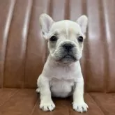 フレンチブルドッグ