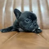 フレンチブルドッグ