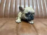 フレンチブルドッグ【愛知県・女の子・2025年10月10日・フォーン】の写真4