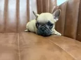 フレンチブルドッグ【愛知県・女の子・2025年10月10日・フォーン】の写真7