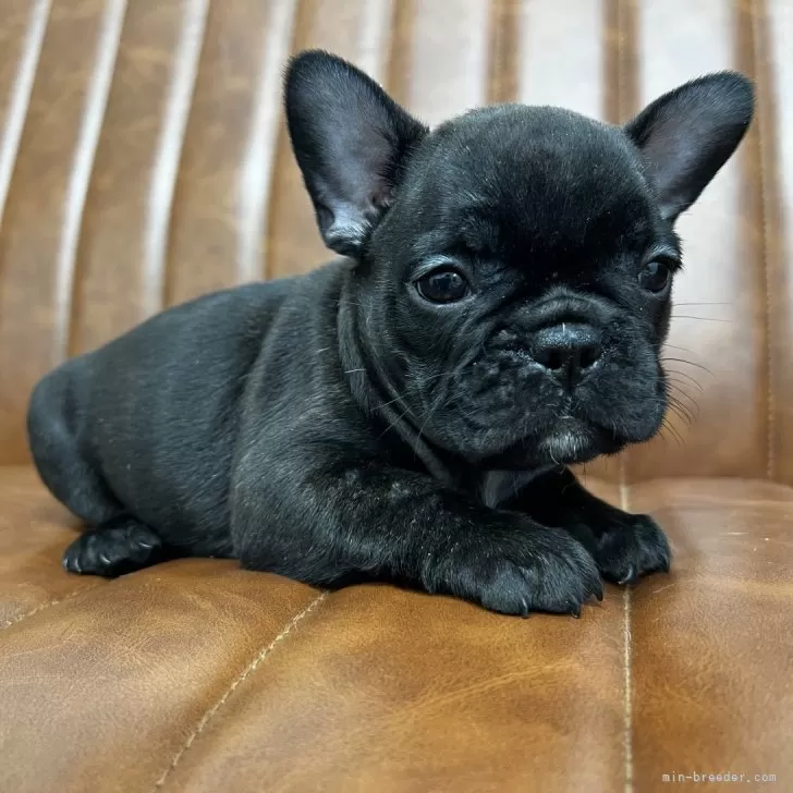 A.S 様のお迎えした子犬