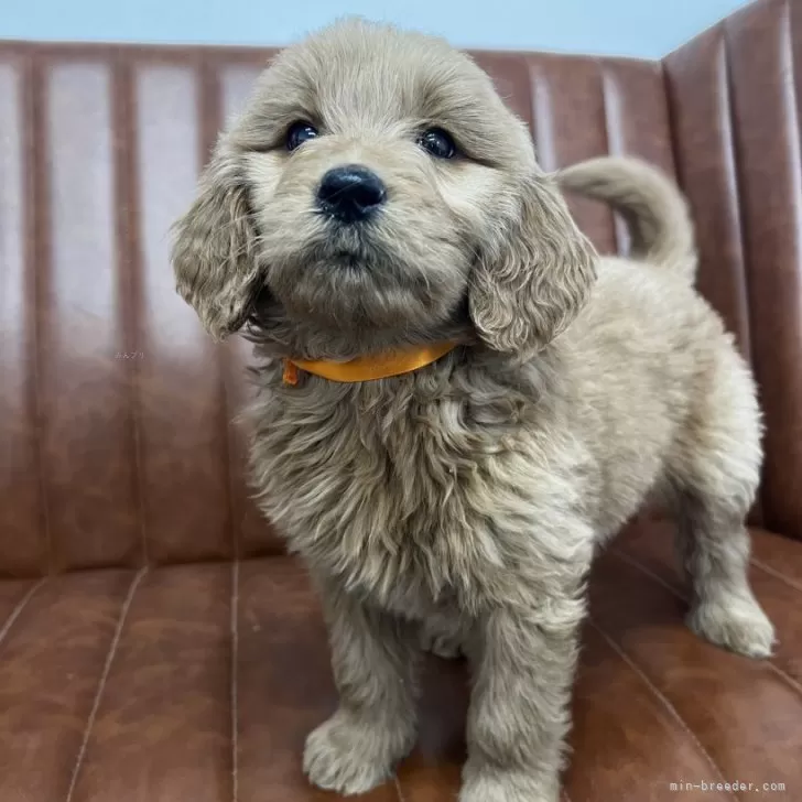 ID:2401-06410の子犬