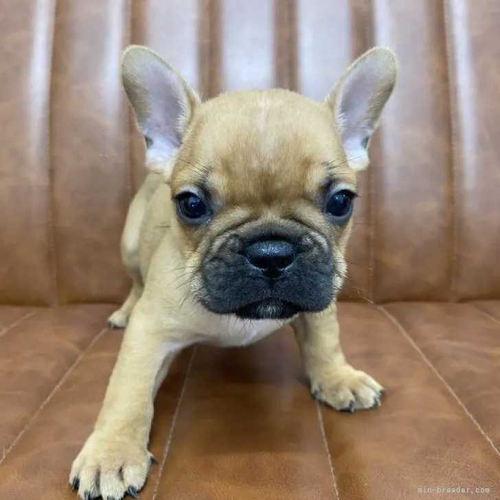 ID:2310-05478の子犬
