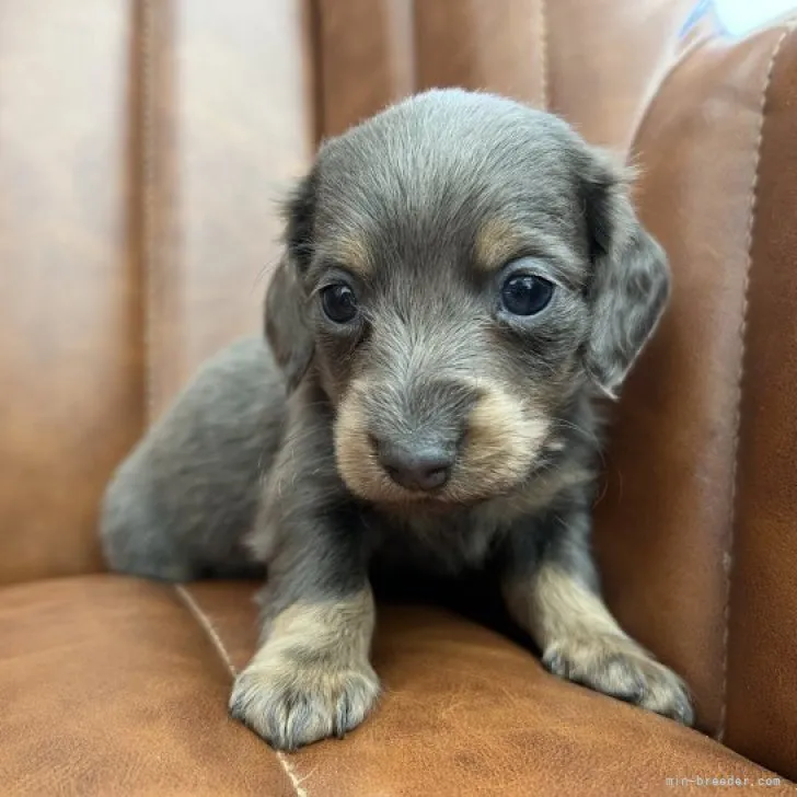 ID：2304-03049の子犬