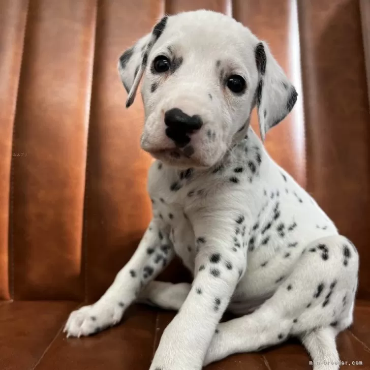 ID：2402-01743の子犬