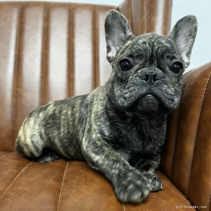 ID：2405-01896の子犬