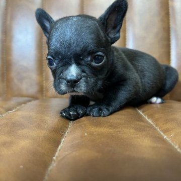 フレンチブルドッグ【愛知県・男の子・2023年4月3日・ブリンドル】の写真「元気な男の子」