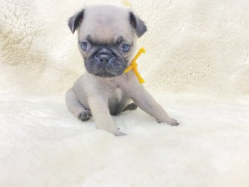 パグ【愛知県・男の子・2021年8月18日・フォーン】の写真「元気な男の子です」