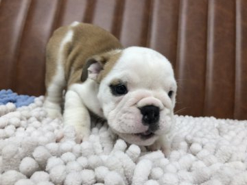 ブルドッグ【愛知県・女の子・2021年5月9日・レッド&ホワイト】の写真「骨格がしっかりした女の子です」